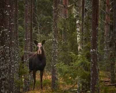 Vormsele House | Holiday in Lapland