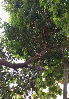 Vanasthalipuram House | Home Nest