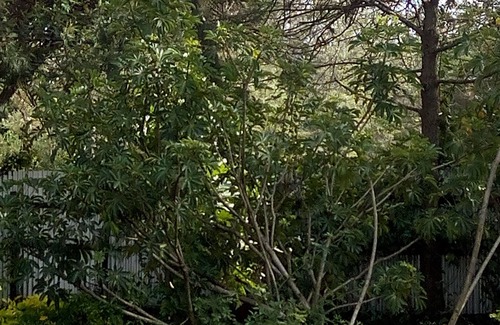 Langata Cottage | Homely cottage in karen