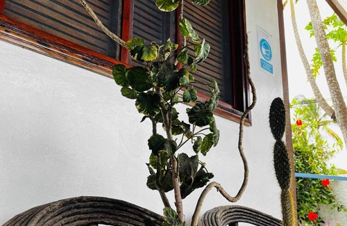 Puerto Villamil Hostel | Hostel ∙ 8 guests