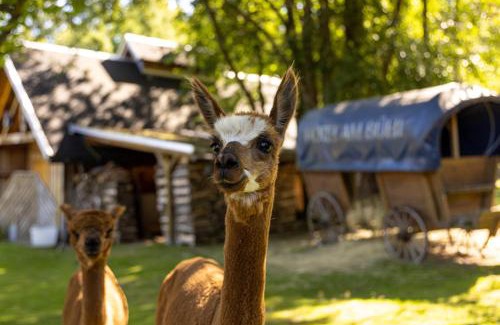 Eibenstock Hotel | Hotel Am Bühl