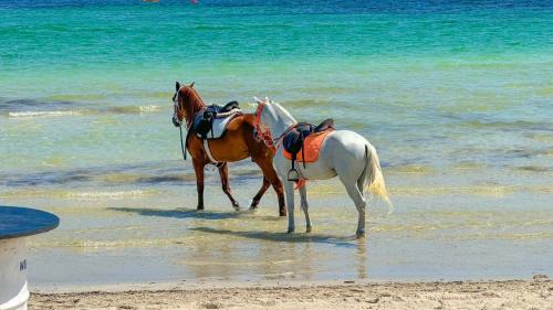 Playa Sidi Mehrez Hotel | Hotel de charme et SPA Dar El Bhar