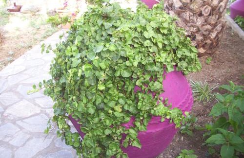 Kato Vrontou Hotel | Hotel Elytis