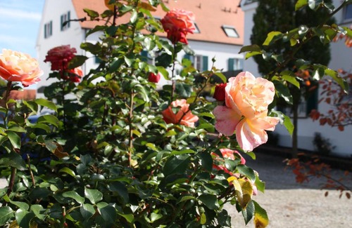 Inningen Hotel | Hotel Gasthaus Wangerhof