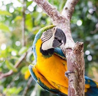 Mahates Bed & Breakfast | Hotel - Granja de Animales San Basilio de Palenque