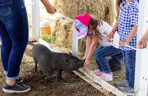 Mahates Bed & Breakfast | Hotel - Granja de Animales San Basilio de Palenque