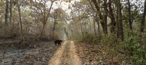 Sauraha Hotel | Hotel Happy Land