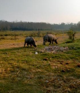 Sauraha Hotel | Hotel Tiger Tops Sauraha