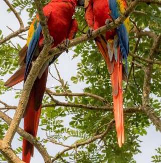 Tarcoles Bed & Breakfast | House of the Macaws