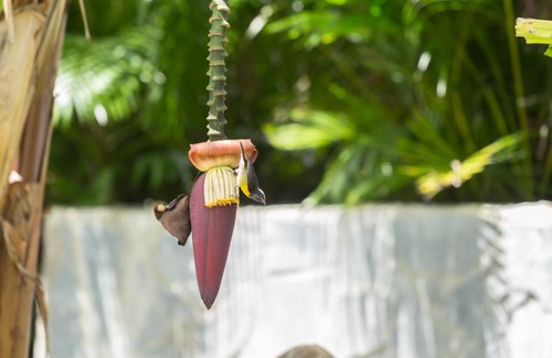 Saint-Francois Cabin | Iguana Ecolodge