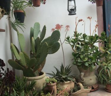 Modolo House | Il Nespolo