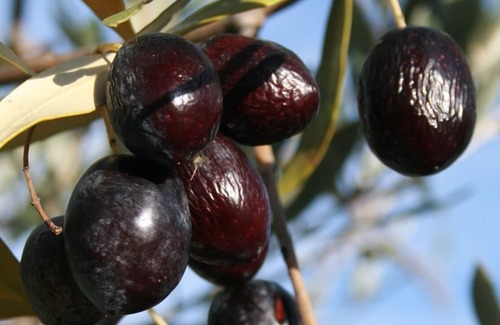 Mirabel-aux-Baronnies Cottage | IN A PROVENCAL DROME ON AN ORGANIC DOMAIN - VINES AND OLIVE TREES