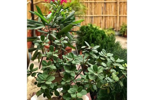 Sector 14 House | Bright & airy 2 room unit with private entry & a cosy micro garden