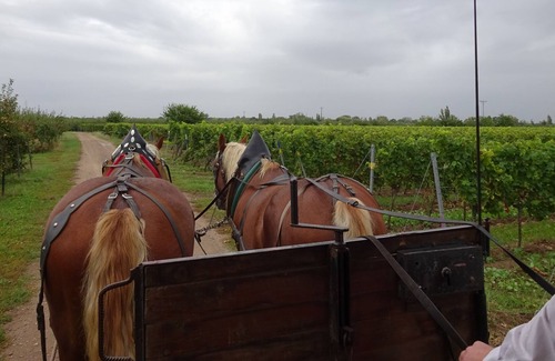 Ungstein Apartment | In the wine village on the German Wine Route