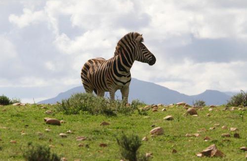 Mossel Bay Ski Chalet | Indalu Game Reserve
