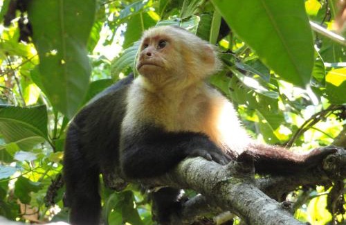 Manuel Antonio Hotel | Inn On The Park