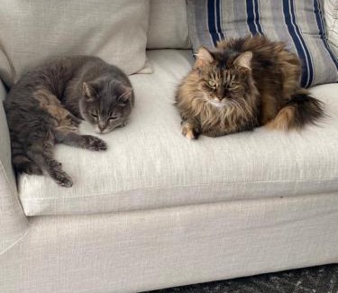 Wollongong CBD House | It's Paradise Here, Private Room with Breakfast and 2 cats