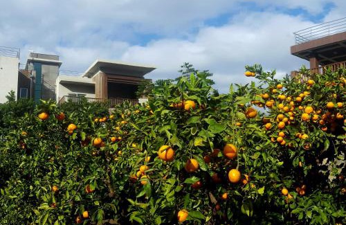 Jungmun Resort | Jeju Eco Suites