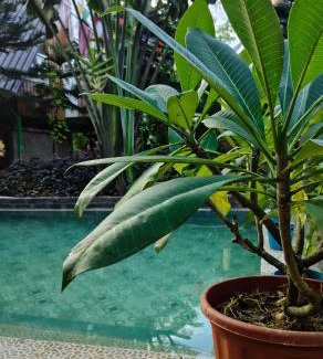 Jhargram House | Jhargram Jhumur Camp Homestay