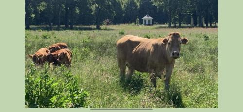 Municipality of Tynaarlo House | JouwvakantiehuisNL - Accommodatie Drentsche Aa