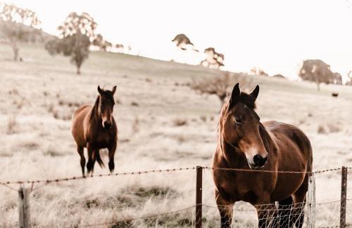 Mansfield House | Jumbuck Cottage
