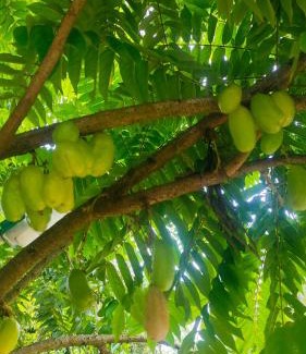 Sulthan Bathery House | Jungfra farmstay