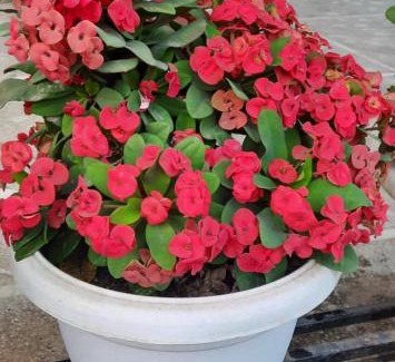 Dimapur House | JUNGJUNG HOMESTAY