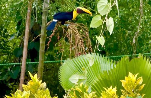 Manuel Antonio Hotel | Jungle Beach Hotel Manuel Antonio