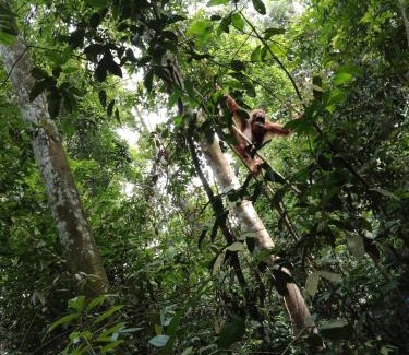 Bukit Lawang House | Jungle house and treking