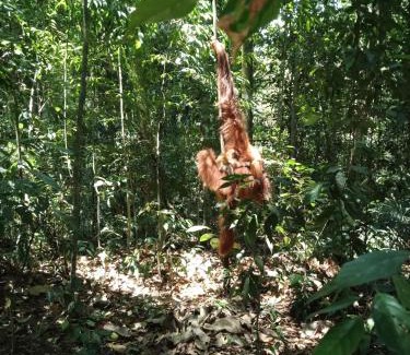 Bukit Lawang House | Jungle house and treking