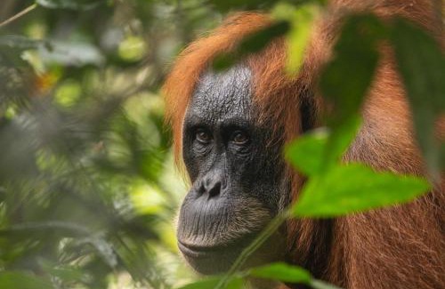 Bukit Lawang House | Jungle View Homestay & Guesthouse Only Stay Here Book Treking With Us