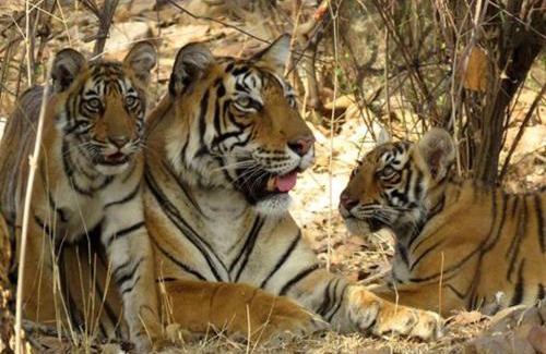 Sawai Madhopur Resort | Jungle View Resort Ranthambhore