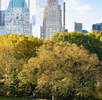 Central Park South Hotel | JW Marriott Essex House New York
