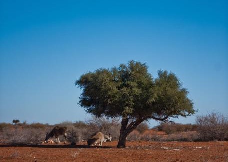Mariental Other | Kalahari Anib Campsite
