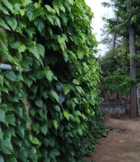 Kallidaikurichi Villa | Kallidai Home Stay