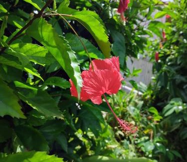 Le Morne-Rouge House | KAND'lO