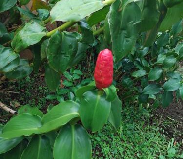 Le Morne-Rouge House | KAND'lO