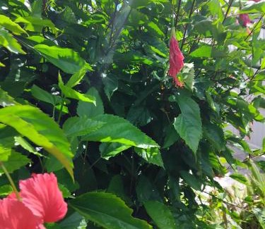Le Morne-Rouge House | KAND'lO