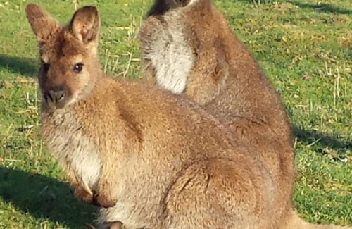 Sainte-Colombe-des-Bois House | kangaroo farm