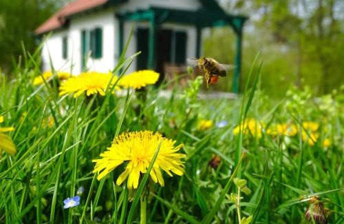 Kohfidisch House | Kellerstöckl am Berg - Das Grüne