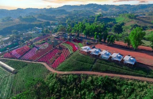 Khao Kho Other | Khaokho flower camp