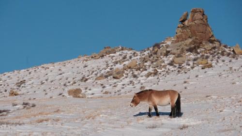 Hustai National Park Other | Khustai Nomad Family Stay