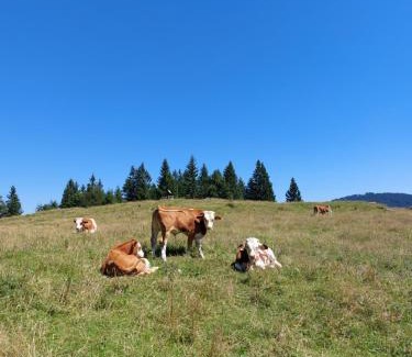 Luce House | Koča Lipa pod Veliko planino