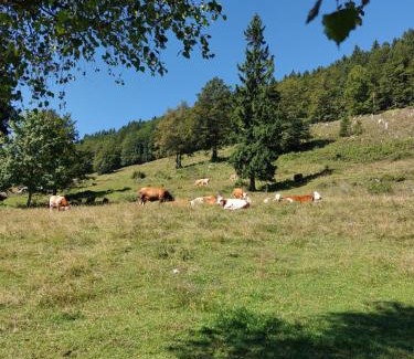 Luce House | Koča Lipa pod Veliko planino