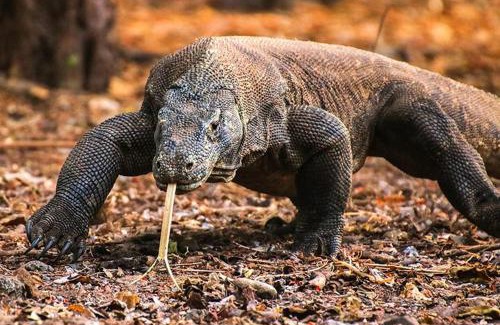 Komodo House | komodo homestay