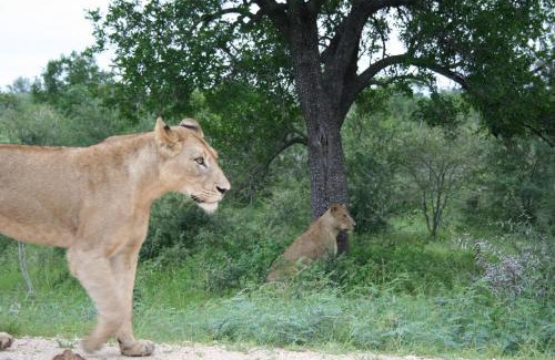 Hazyview Cabin | Kruger Adventure Lodge