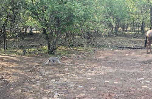 Marloth Park Villa | Kruger Amani Bush Retreat