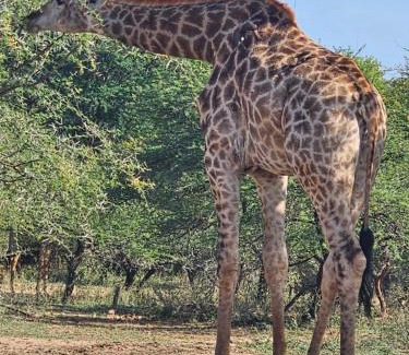 Marloth Park Villa | Kruger Amani Bush Retreat
