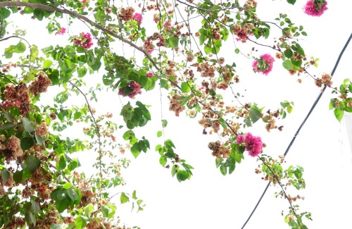 Chandigarh Apartment | Kuteer A Peaceful Homestay in Chandigarh