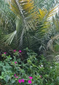 Kelibia House | L'Hirondelle de Kelibia : Chez Amou
